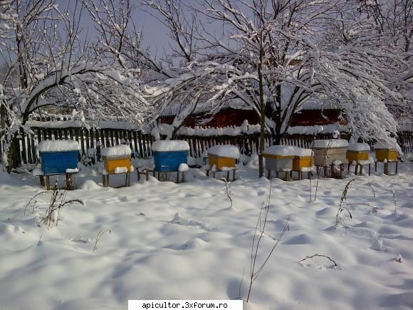 ninge - FreeCristian - INTRETINEREA ALBINELOR