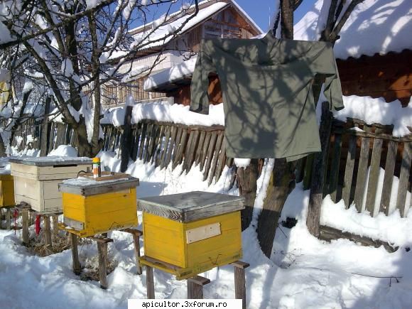 ninge - si am adus si ajutoare la paza!!! - INTRETINEREA ALBINELOR