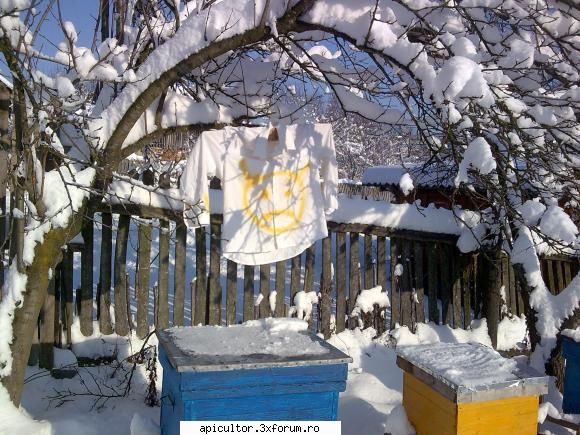 ninge - FreeCristian - INTRETINEREA ALBINELOR