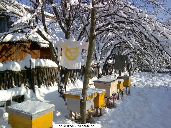 ninge - FreeCristian - INTRETINEREA ALBINELOR