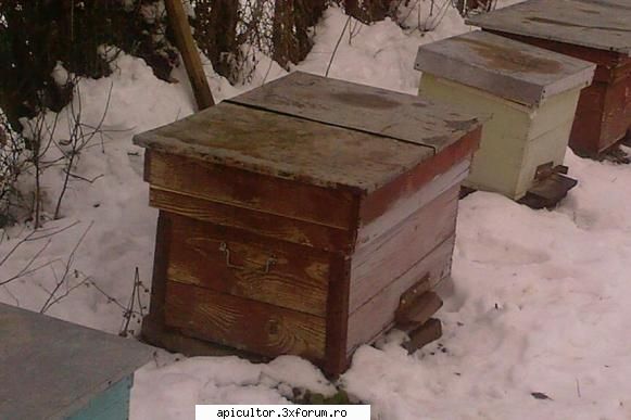 ninge - stupul pe care l-am gasit cu apa in el (cel grena) - INTRETINEREA ALBINELOR