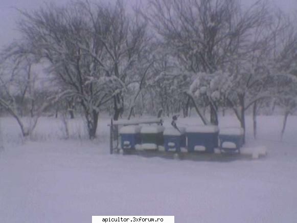 ninge - zapada, zapada, zapada - INTRETINEREA ALBINELOR