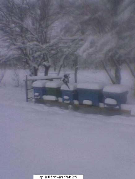 ninge - prisecarul - INTRETINEREA ALBINELOR