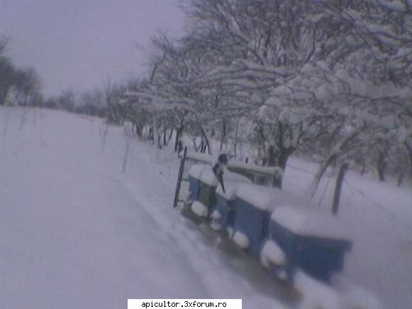 ninge - prisecarul - INTRETINEREA ALBINELOR
