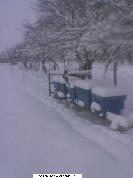 ninge - paznicul la datorie - INTRETINEREA ALBINELOR