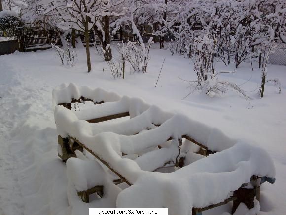 ninge - si la mine ninge si e frig.....biata - INTRETINEREA ALBINELOR