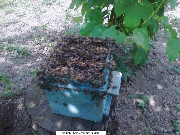 nucleul de "salvare" - malebee - CRESTEREA MATCILOR