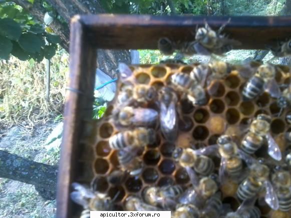 nucleul de "salvare" - Iata si matca, inca neimperecheata ! - CRESTEREA MATCILOR