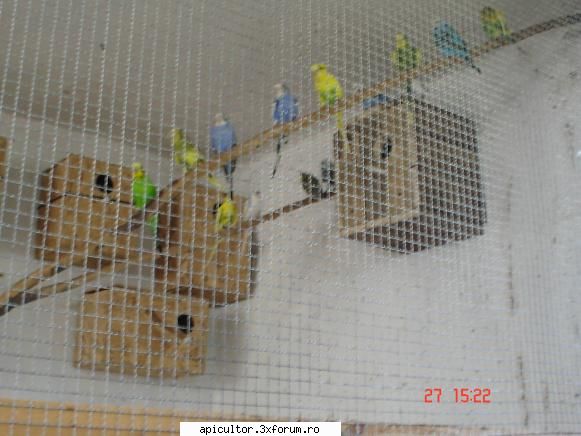 pasarile exotice - FreeCristian - PASIUNI