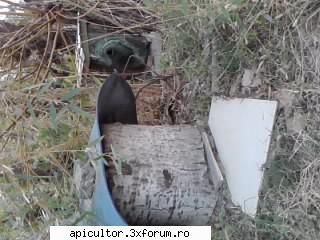 poze buduroaie - castoruu_castoruu - POZE