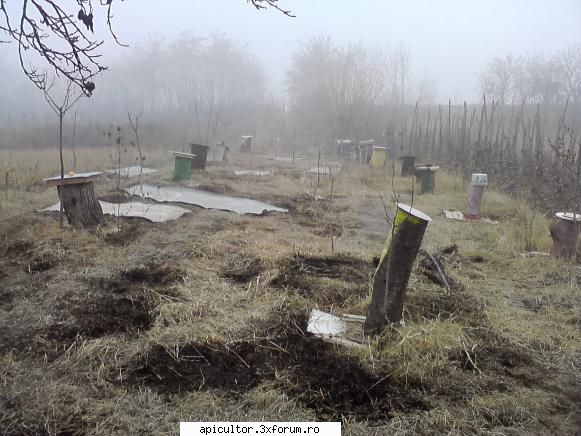 poze buduroaie - castoruu_castoruu - POZE