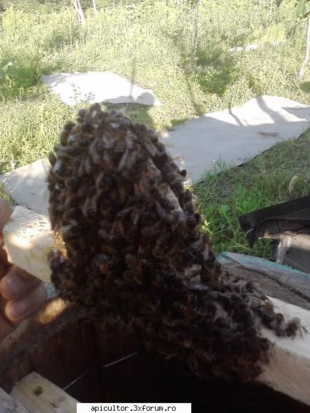 poze buduroaie - sal si vro doua poze - POZE