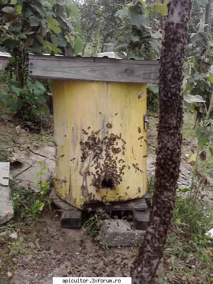 poze buduroaie - castoruu_castoruu - POZE