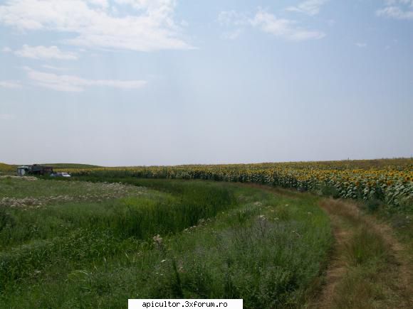 poze crisbee - dar a trecut si teiul de parca nici n-a fost si a - POZE