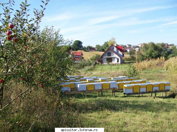poze crisbee - vatra de iernare - POZE