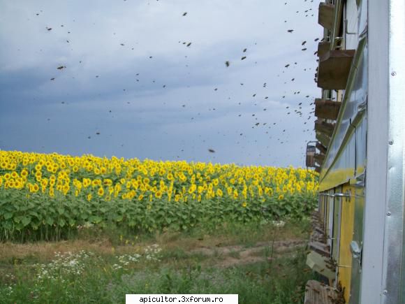 poze crisbee - am ajuns si la floarea soarelui - POZE