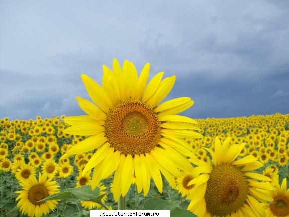 poze crisbee - la floare a fost bine si frumos :) - POZE