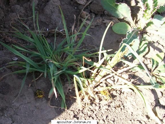poze crisbee - crisbee - POZE