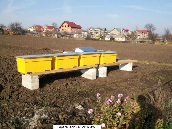 poze crisbee - si noile casute in care la primavara se vor muta - POZE