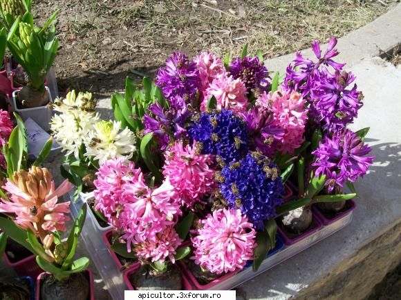 poze crisbee - zilele astea floraresele au avut flori la oferta - POZE