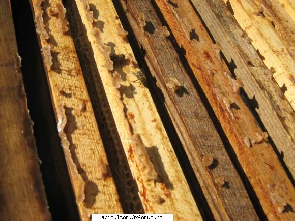 poze eu - propolis intre rame si folie - POZE
