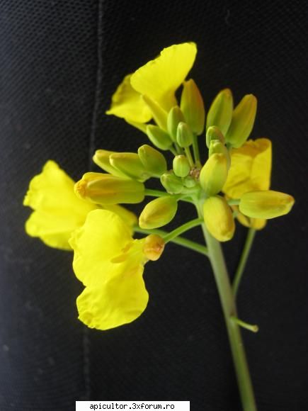 poze eu - Floare de rapita - POZE