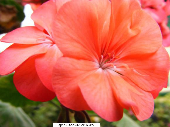 poze fotoklipa - Fotografie in modul macro - POZE