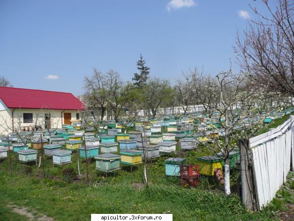 poze teinegru64 - La stupina familiei Arama - POZE