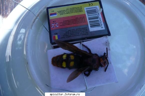 poze teinegru64 - Ce specie o fi ? - POZE