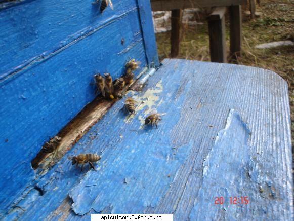 bzzzz pozele lui