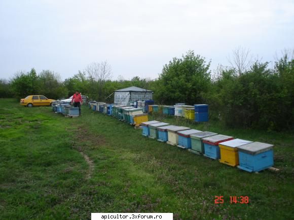 pozele lui freecristian - am dus si albinele la rapita sambata seara - POZE