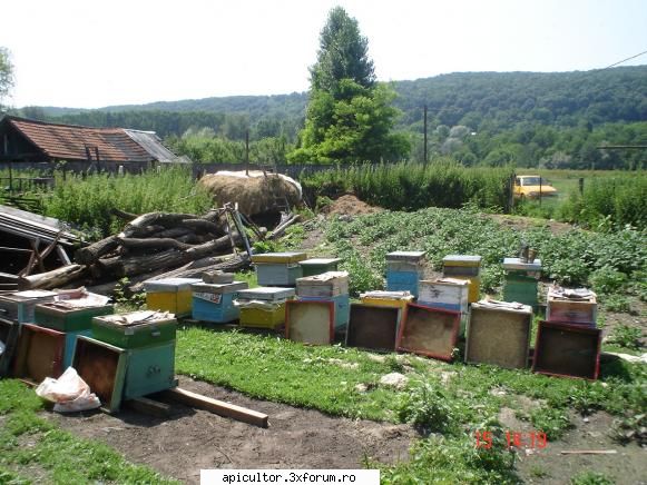 pozele lui freecristian - s-a dus si salcamu' asta...dezamagitor....acum la - POZE