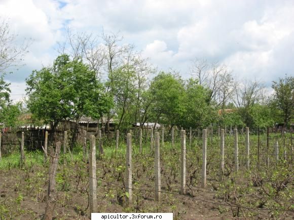 savustanculescu - alta cu ce putea sa fie o vie foarte frumoasa si - DESPRE MINE! CINE SUNT!!!