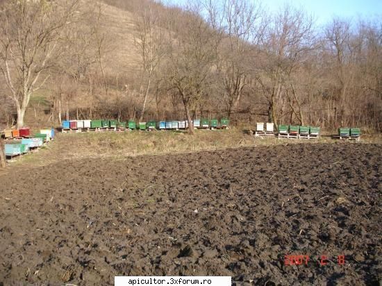 stupina mea - orbanstefan64 - POZE