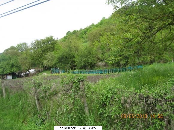 stupina mea - orbanstefan64 - POZE