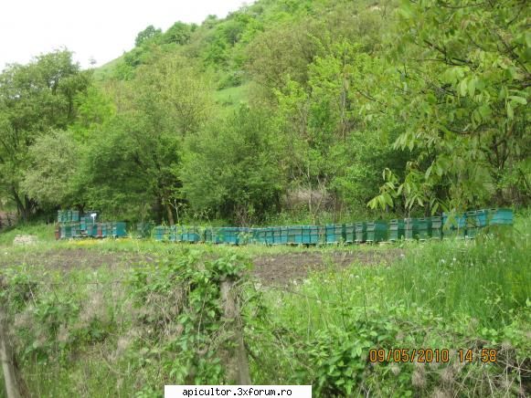 stupina mea - orbanstefan64 - POZE