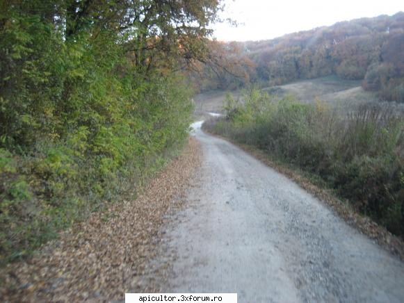 stupina mea - orbanstefan64 - POZE