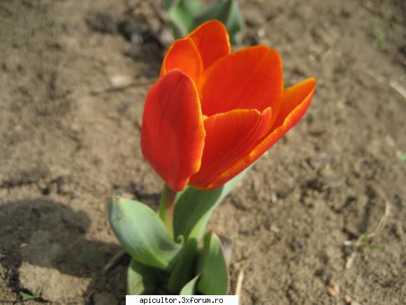 stupina mea - orbanstefan64 - POZE