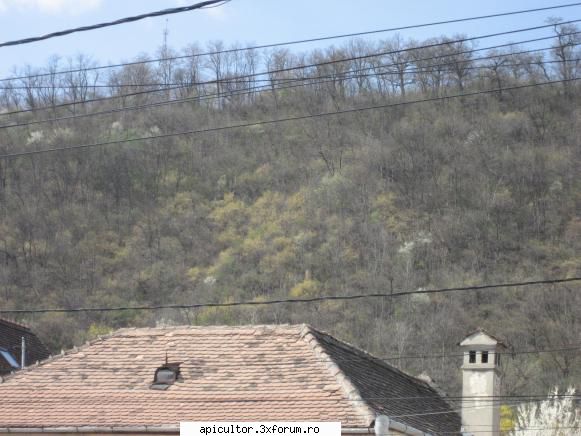 stupina mea - chiar vine primavara - POZE
