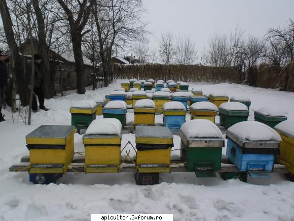 stupina mea - 11 februarie 2012 - POZE