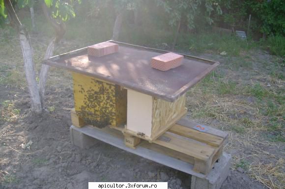timp ploios dupa eclozionat botci - As putea sa pun o gramada de intrebari - INMULTIREA FAMILIILOR DE ALBINE